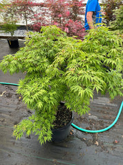 - Acer pubipalmatum 'Flying Daggers' Chinese Maple - Mr Maple │ Buy Japanese Maple Trees