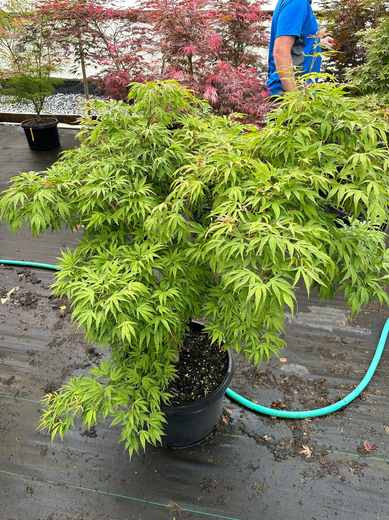 - Acer pubipalmatum 'Flying Daggers' Chinese Maple - Mr Maple │ Buy Japanese Maple Trees