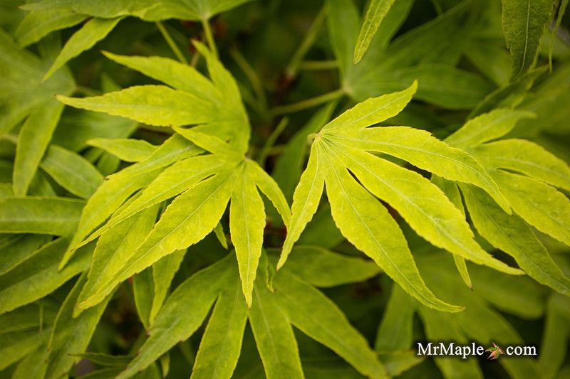 - Acer pubipalmatum 'Flying Daggers' Chinese Maple - Mr Maple │ Buy Japanese Maple Trees