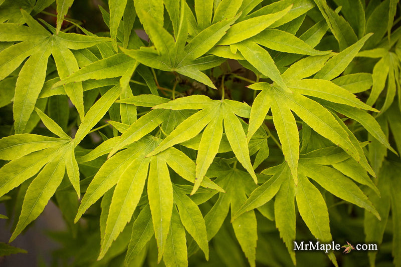 - Acer pubipalmatum 'Flying Daggers' Chinese Maple - Mr Maple │ Buy Japanese Maple Trees