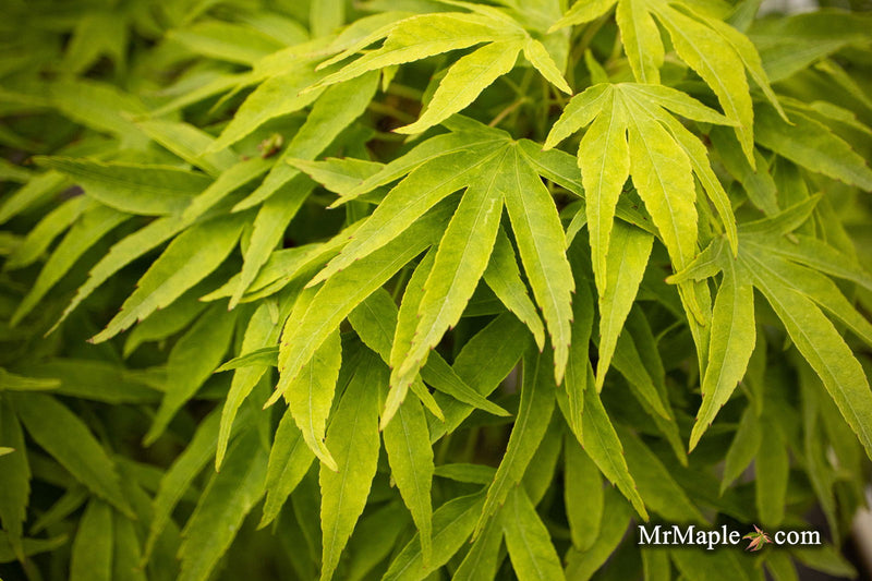 - Acer pubipalmatum 'Flying Daggers' Chinese Maple - Mr Maple │ Buy Japanese Maple Trees