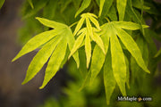 - Acer pubipalmatum 'Flying Daggers' Chinese Maple - Mr Maple │ Buy Japanese Maple Trees