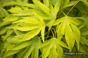 - Acer pubipalmatum 'Flying Daggers' Chinese Maple - Mr Maple │ Buy Japanese Maple Trees
