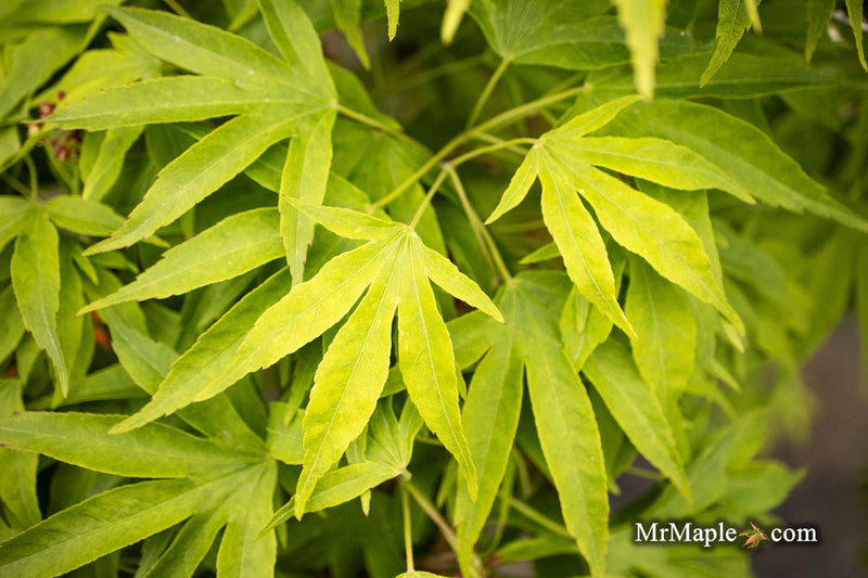 - Acer pubipalmatum 'Flying Daggers' Chinese Maple - Mr Maple │ Buy Japanese Maple Trees