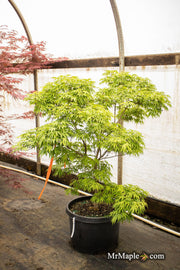 - Acer pubipalmatum 'Flying Daggers' Chinese Maple - Mr Maple │ Buy Japanese Maple Trees