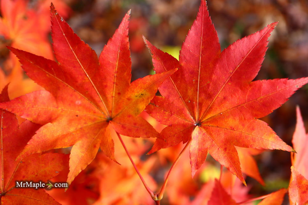 Buy Acer robustum Rare Chinese Maple — Mr Maple │ Buy Japanese Maple Trees