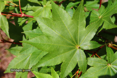 - Acer robustum Rare Chinese Maple - Mr Maple │ Buy Japanese Maple Trees