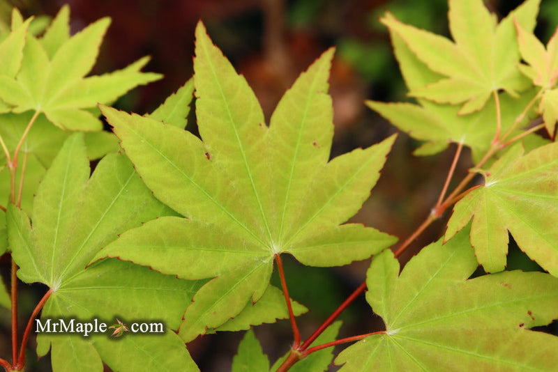 - Acer robustum Rare Chinese Maple - Mr Maple │ Buy Japanese Maple Trees