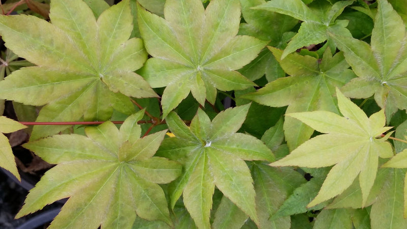 - Acer robustum Rare Chinese Maple - Mr Maple │ Buy Japanese Maple Trees