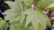 - Acer robustum Rare Chinese Maple - Mr Maple │ Buy Japanese Maple Trees