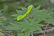 - Acer robustum Rare Chinese Maple - Mr Maple │ Buy Japanese Maple Trees