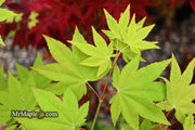 - Acer robustum Rare Chinese Maple - Mr Maple │ Buy Japanese Maple Trees