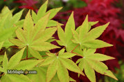 - Acer robustum Rare Chinese Maple - Mr Maple │ Buy Japanese Maple Trees