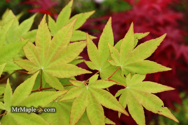 - Acer robustum Rare Chinese Maple - Mr Maple │ Buy Japanese Maple Trees