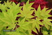 - Acer robustum Rare Chinese Maple - Mr Maple │ Buy Japanese Maple Trees
