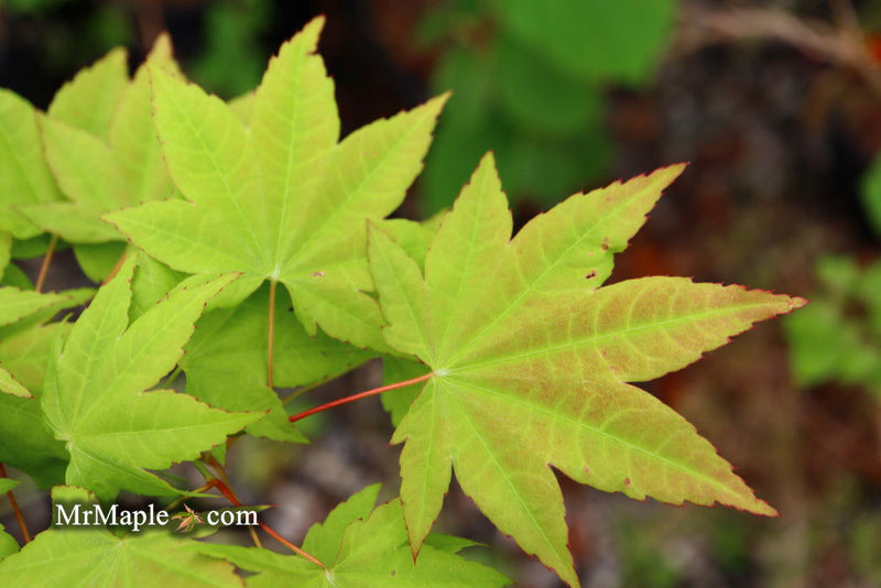 - Acer robustum Rare Chinese Maple - Mr Maple │ Buy Japanese Maple Trees