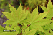 - Acer robustum Rare Chinese Maple - Mr Maple │ Buy Japanese Maple Trees
