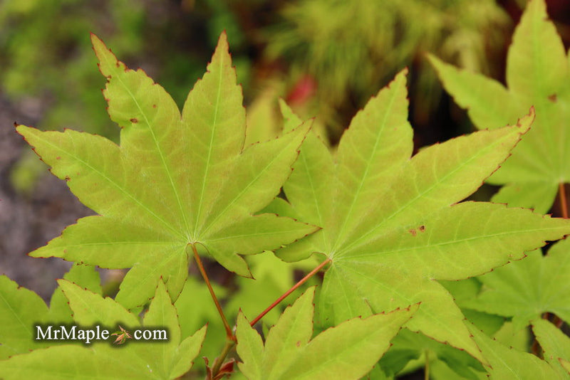 - Acer robustum Rare Chinese Maple - Mr Maple │ Buy Japanese Maple Trees