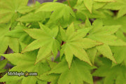 - Acer robustum Rare Chinese Maple - Mr Maple │ Buy Japanese Maple Trees