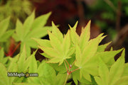 - Acer robustum Rare Chinese Maple - Mr Maple │ Buy Japanese Maple Trees