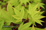 - Acer robustum Rare Chinese Maple - Mr Maple │ Buy Japanese Maple Trees