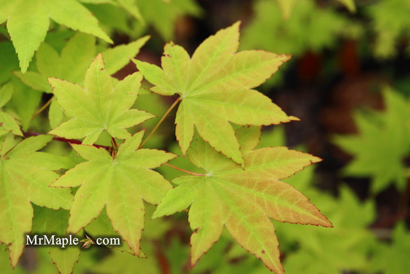 - Acer robustum Rare Chinese Maple - Mr Maple │ Buy Japanese Maple Trees