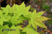 - Acer robustum Rare Chinese Maple - Mr Maple │ Buy Japanese Maple Trees
