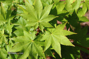 - Acer robustum Rare Chinese Maple - Mr Maple │ Buy Japanese Maple Trees