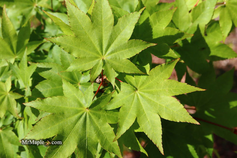 - Acer robustum Rare Chinese Maple - Mr Maple │ Buy Japanese Maple Trees