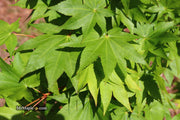 - Acer robustum Rare Chinese Maple - Mr Maple │ Buy Japanese Maple Trees