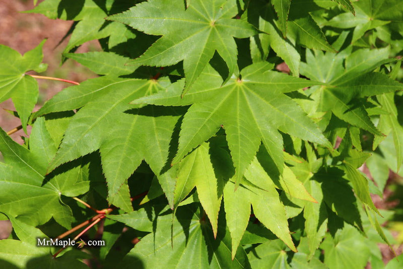 - Acer robustum Rare Chinese Maple - Mr Maple │ Buy Japanese Maple Trees