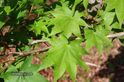 - Acer robustum Rare Chinese Maple - Mr Maple │ Buy Japanese Maple Trees