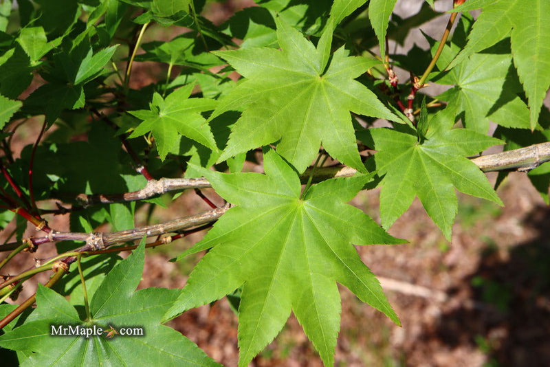 - Acer robustum Rare Chinese Maple - Mr Maple │ Buy Japanese Maple Trees
