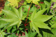 - Acer robustum Rare Chinese Maple - Mr Maple │ Buy Japanese Maple Trees