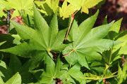 - Acer robustum Rare Chinese Maple - Mr Maple │ Buy Japanese Maple Trees