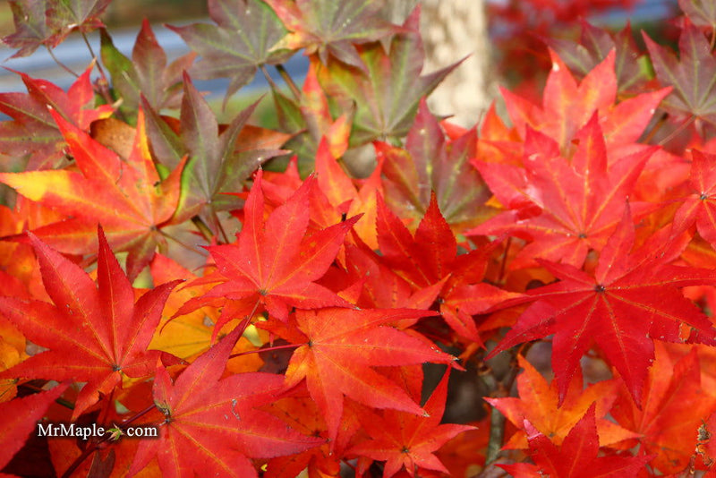 - Acer robustum Rare Chinese Maple - Mr Maple │ Buy Japanese Maple Trees