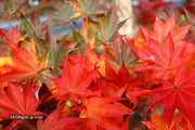- Acer robustum Rare Chinese Maple - Mr Maple │ Buy Japanese Maple Trees