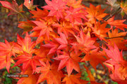 - Acer robustum Rare Chinese Maple - Mr Maple │ Buy Japanese Maple Trees