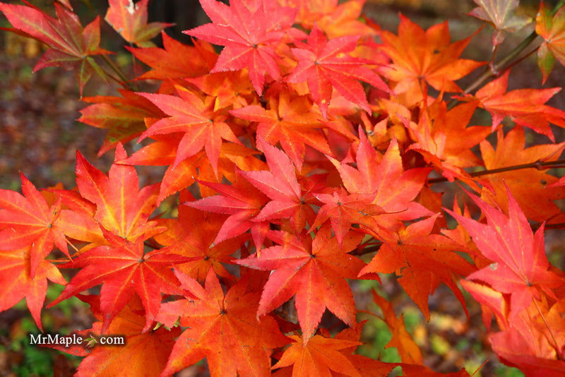 - Acer robustum Rare Chinese Maple - Mr Maple │ Buy Japanese Maple Trees