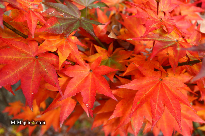 - Acer robustum Rare Chinese Maple - Mr Maple │ Buy Japanese Maple Trees