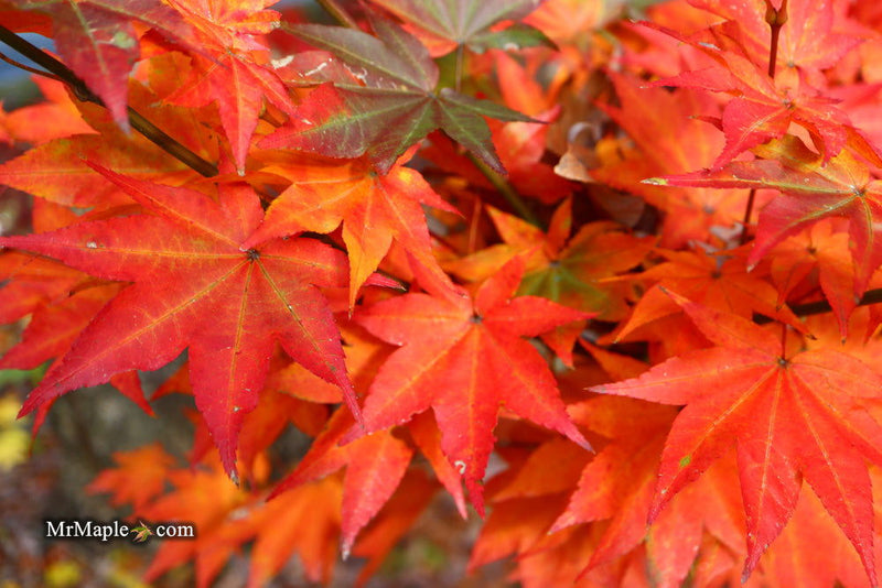 - Acer robustum Rare Chinese Maple - Mr Maple │ Buy Japanese Maple Trees