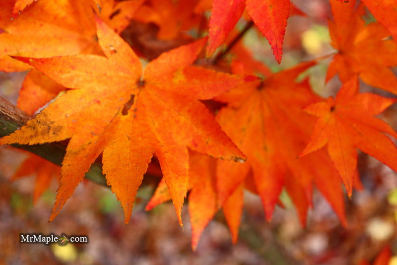 - Acer robustum Rare Chinese Maple - Mr Maple │ Buy Japanese Maple Trees