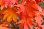 - Acer robustum Rare Chinese Maple - Mr Maple │ Buy Japanese Maple Trees