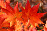 - Acer robustum Rare Chinese Maple - Mr Maple │ Buy Japanese Maple Trees