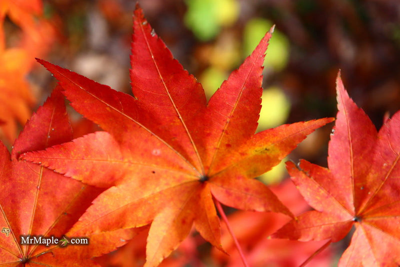 - Acer robustum Rare Chinese Maple - Mr Maple │ Buy Japanese Maple Trees