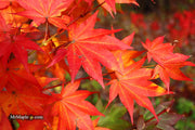 - Acer robustum Rare Chinese Maple - Mr Maple │ Buy Japanese Maple Trees