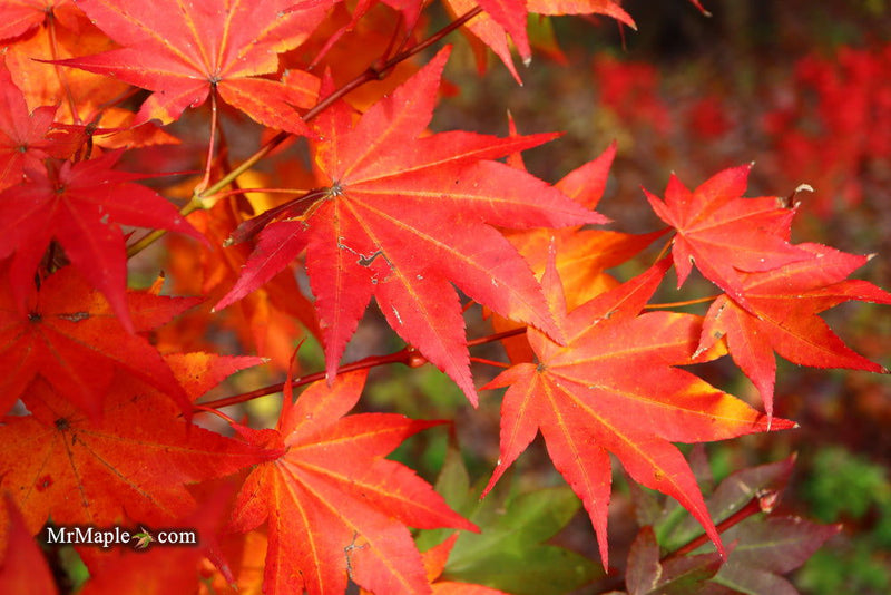 - Acer robustum Rare Chinese Maple - Mr Maple │ Buy Japanese Maple Trees