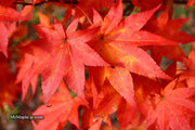 - Acer robustum Rare Chinese Maple - Mr Maple │ Buy Japanese Maple Trees