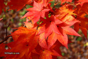 - Acer robustum Rare Chinese Maple - Mr Maple │ Buy Japanese Maple Trees