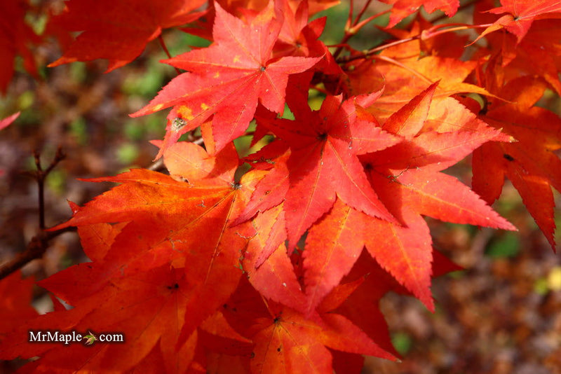- Acer robustum Rare Chinese Maple - Mr Maple │ Buy Japanese Maple Trees